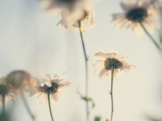 White flowers in the sunlight