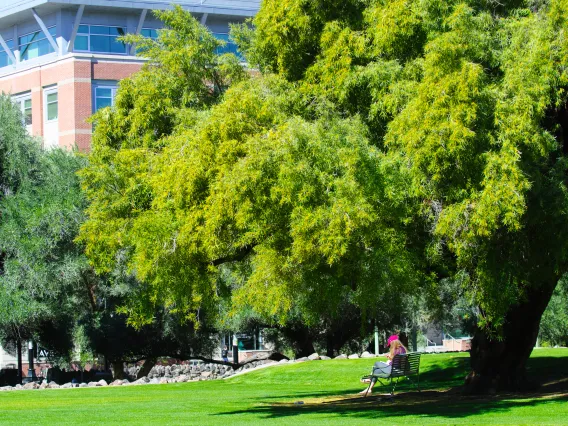 student sitting under a tree on campus