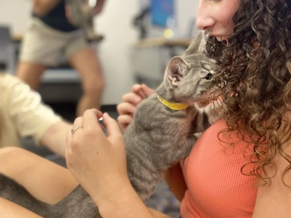 person playing with a kitten