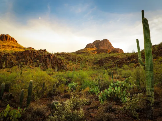 desert landscape with a mountain