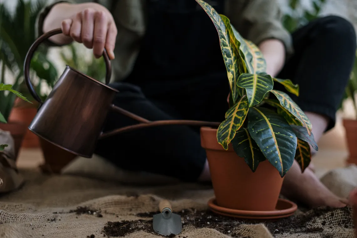 person potting a plant