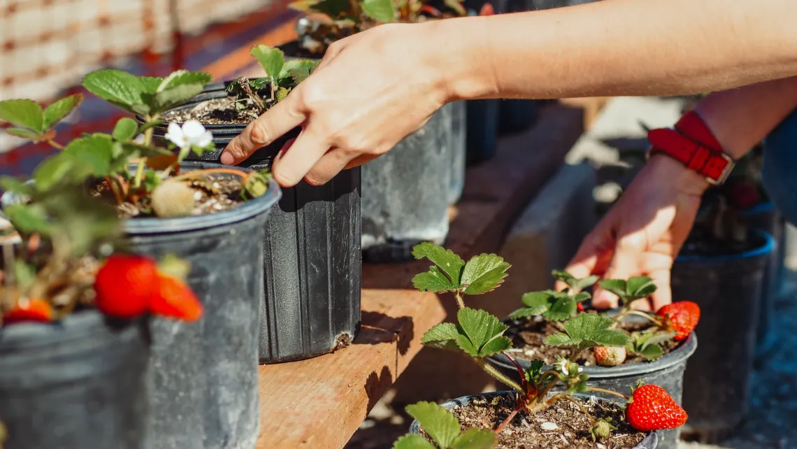 close up of a person's hands holding potted plants