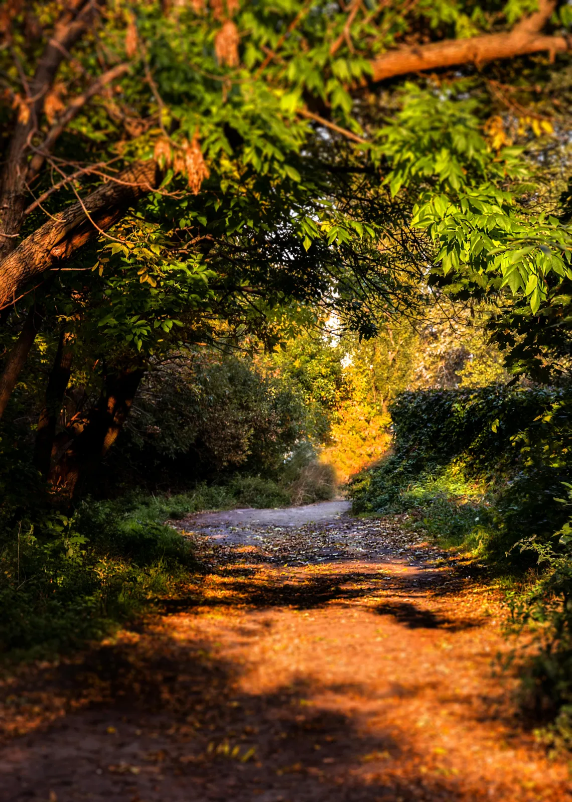 a nature path under a canopy of trees