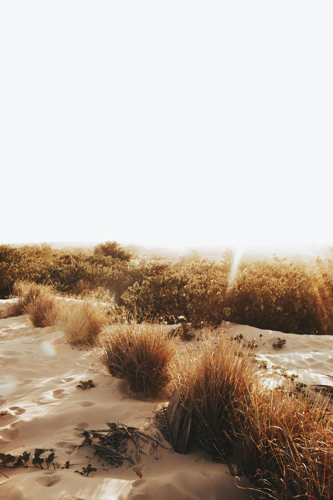 dry grass on sandy terrain with a pale sky in the background