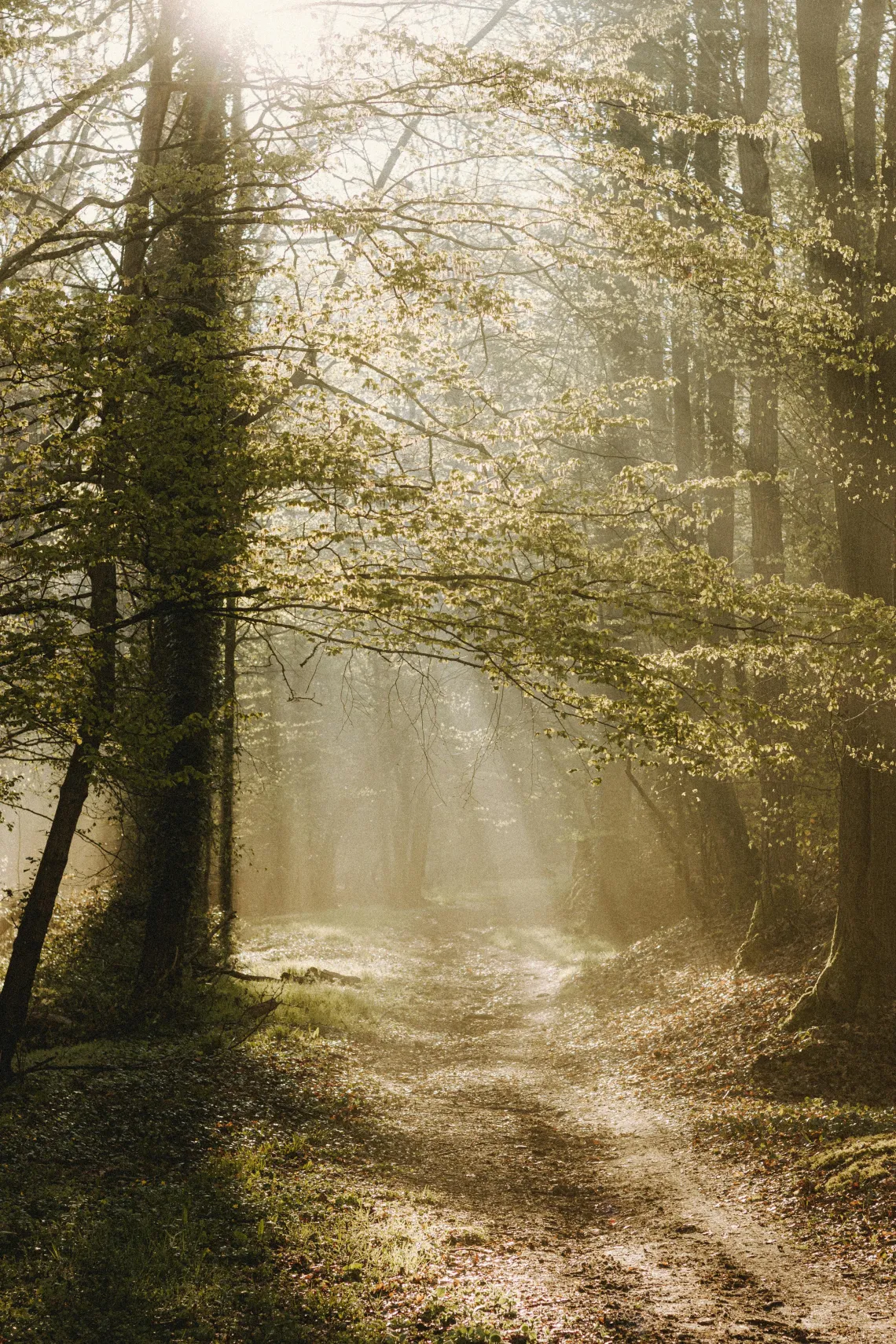 path through the woods with sunlight streaming through the trees