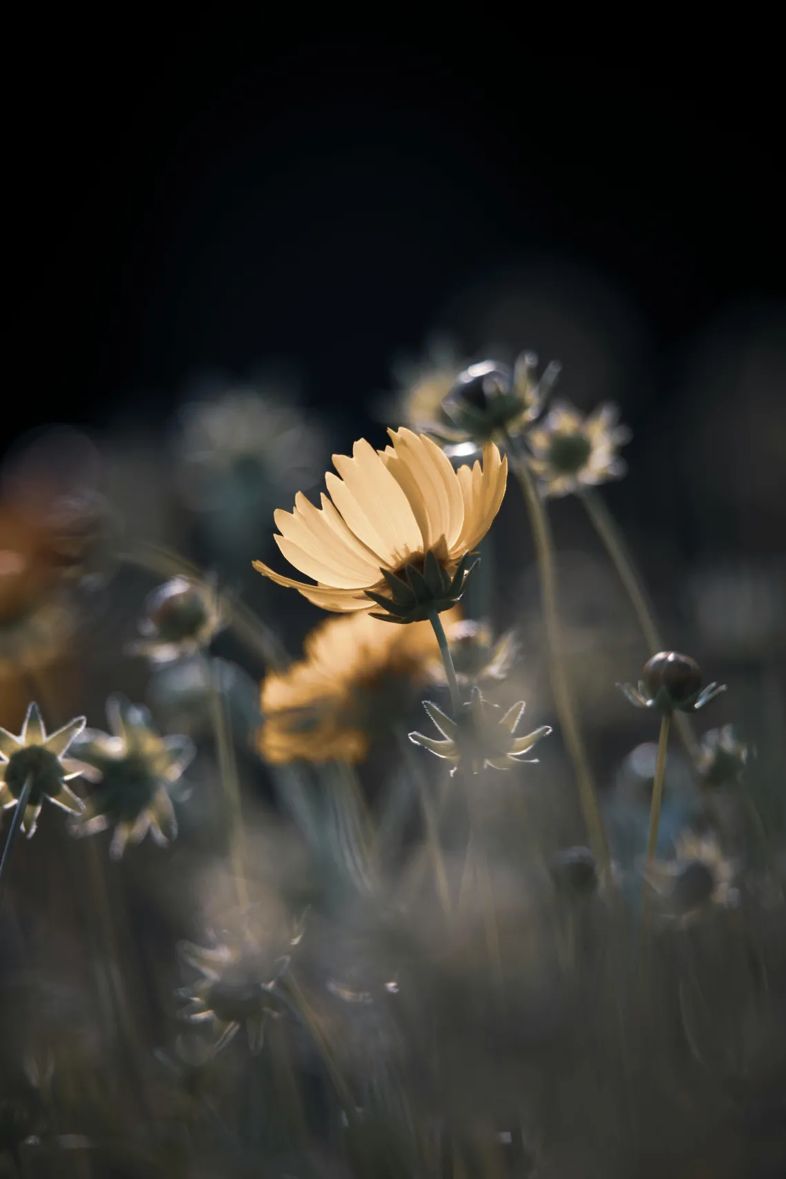 pale orange flower with white flowers in the background