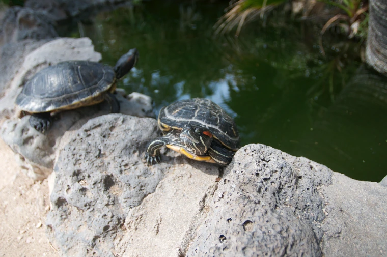 turtles sitting on rocks at the edge of a pond